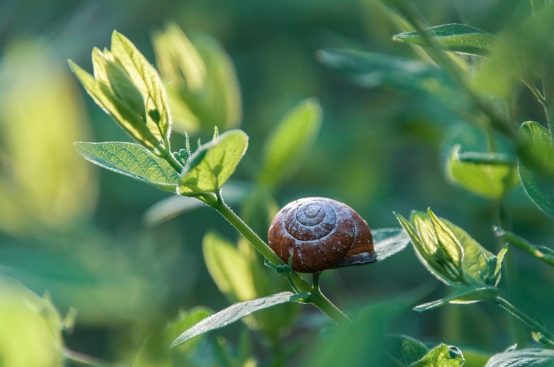 Pest Control Tips