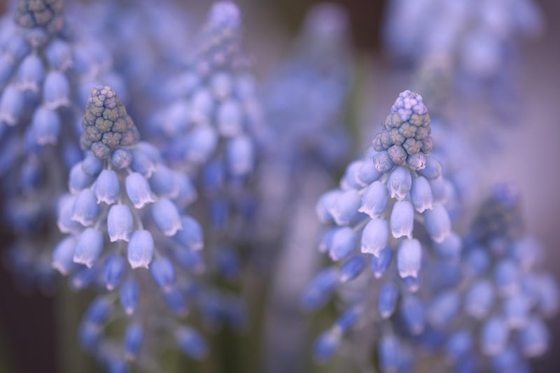 Hyacinths