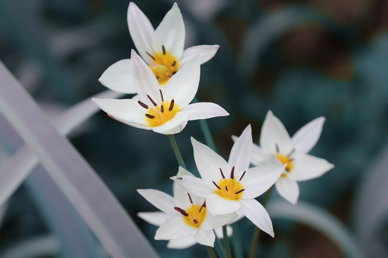 Tulips